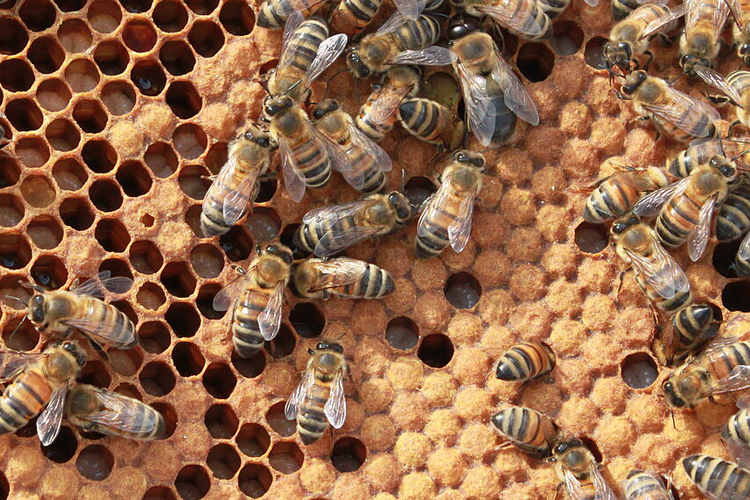 Bienen auf einer Binenwabe
