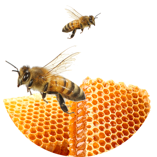 Zwei Honigbienen an einer Wabe