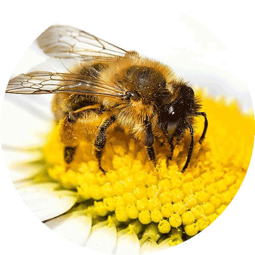Biene auf einer Blüre